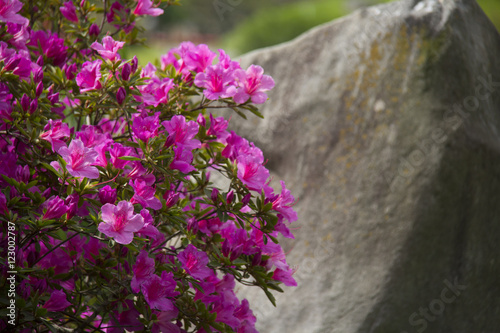 Japanese garden