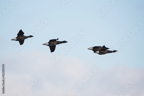 Brent Goose, Branta bernicla © Maciej Olszewski