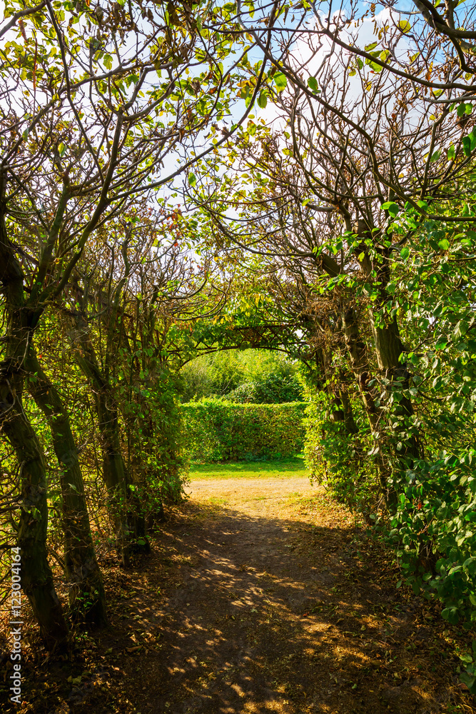 Fototapeta premium tunnel of hornbeam trees at autumn