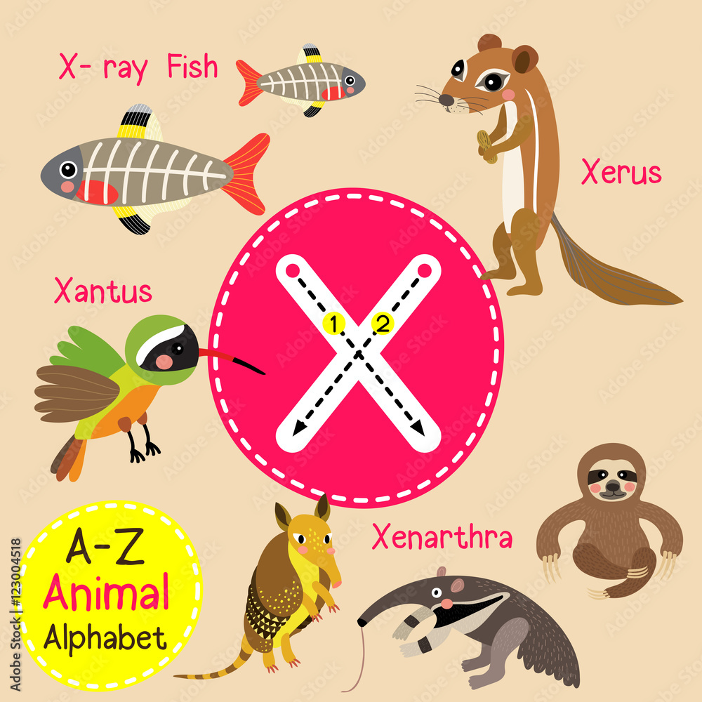 X letter tracing. Xantus. X-ray Fish. Xenarthra. Xerus. Cute children zoo  alphabet flash card. Funny cartoon animal. Kids abc education. Learning  English vocabulary. Vector illustration. Stock Vector | Adobe Stock