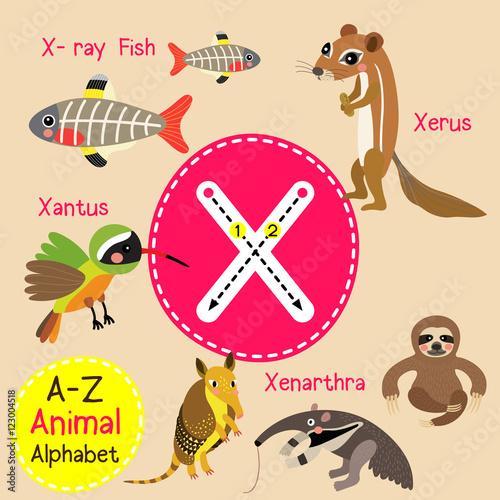X letter tracing. Xantus. X-ray Fish. Xenarthra. Xerus. Cute children zoo alphabet flash card. Funny cartoon animal. Kids abc education. Learning English vocabulary. Vector illustration.