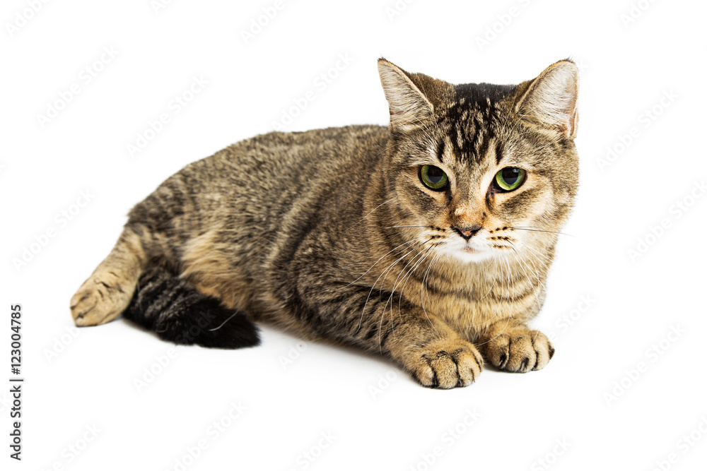 Brown Tabby Cat Lying Down Over White