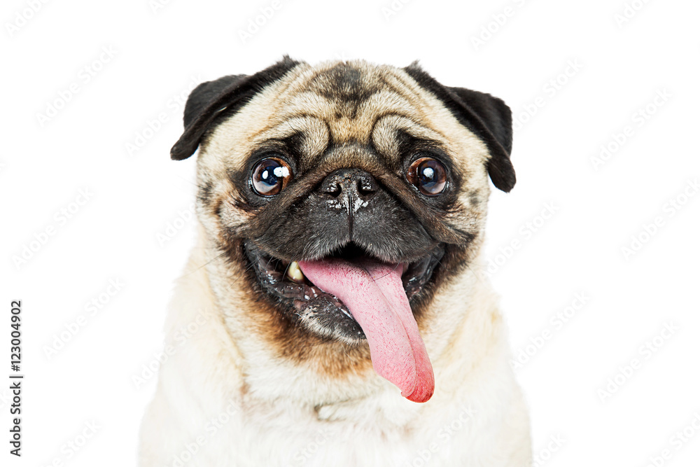 Closeup Pug Dog Tongue Hanging Out