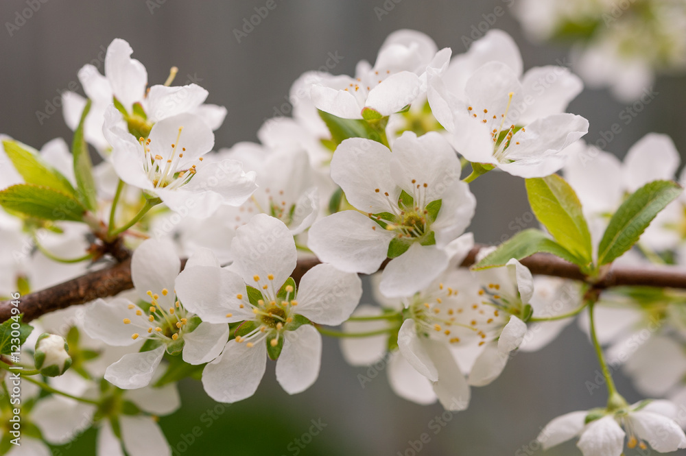 Plum blossoms