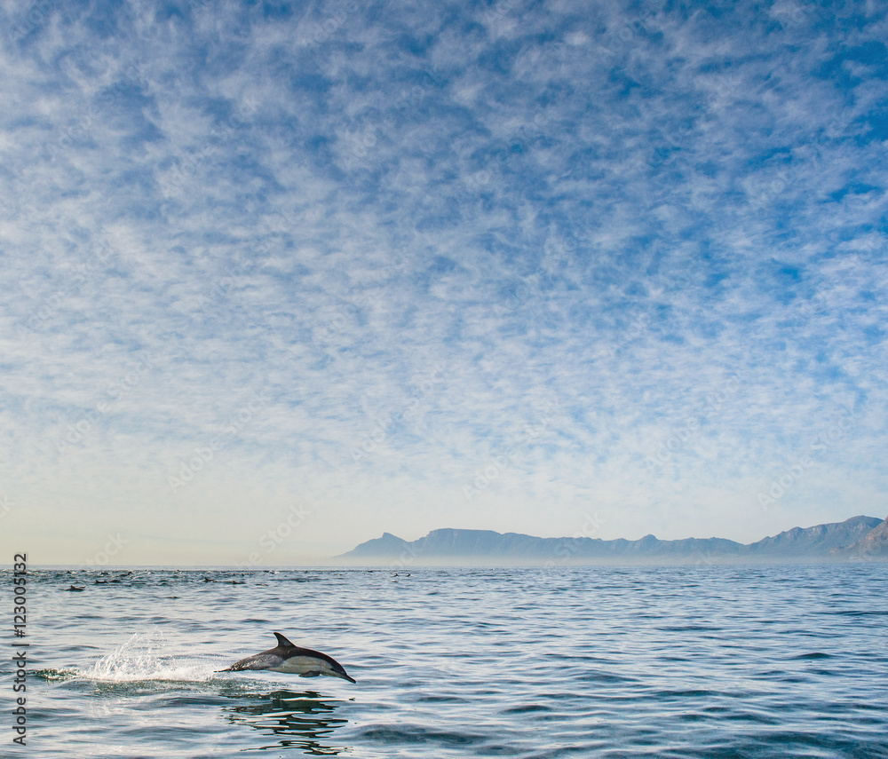 Fototapeta premium swimming dolphin in the ocean and hunting for fish. Dolphin jumping out of the water. The Long-beaked common dolphin (scientific name: Delphinus capensis) swimming in atlantic ocean.