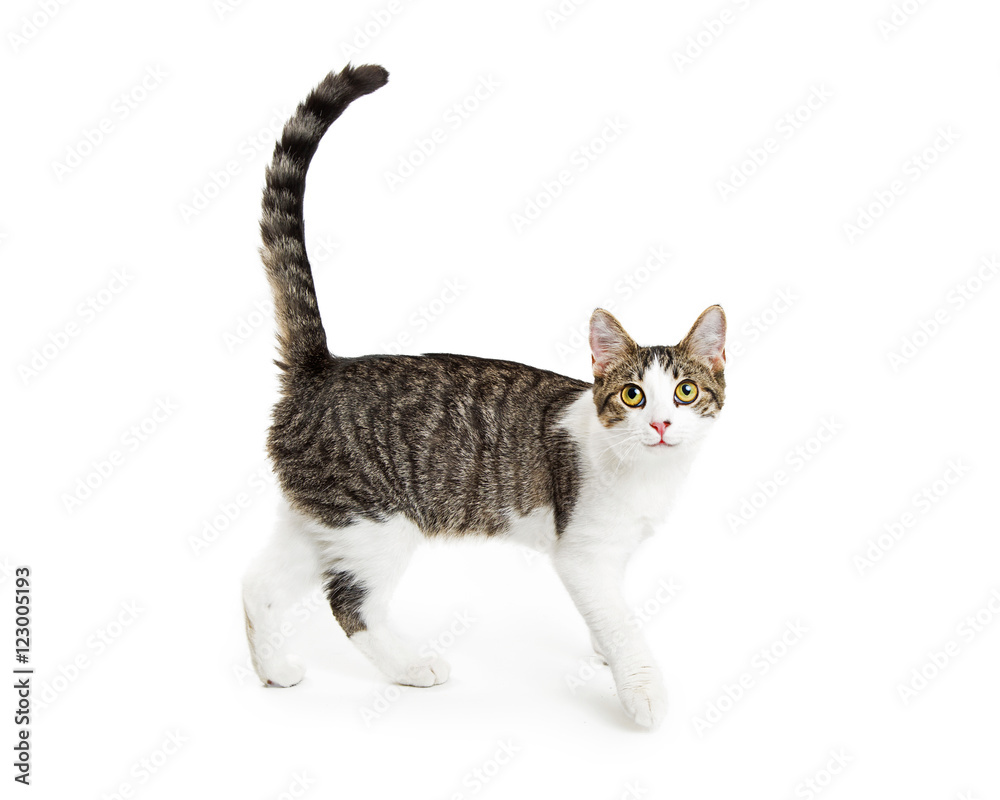 Obraz premium Happy Active Cat Walking on White