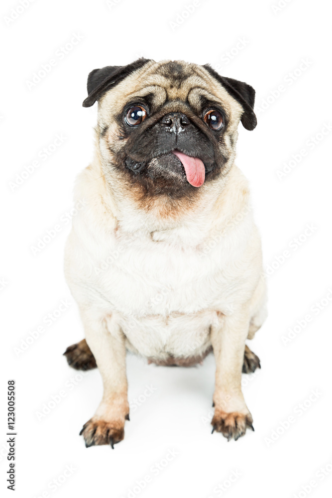 Pug Dog Sitting With Tongue Out