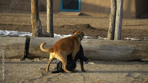 Playful Dogs in Heat in Taos Pueblo, New Mexico photo