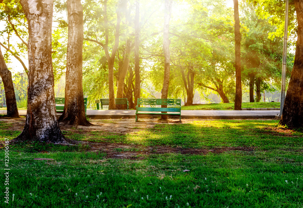 tree and green grass in the park ,background