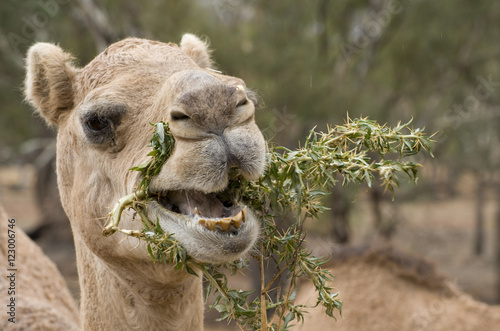  camel eating bathurst burr weeds.