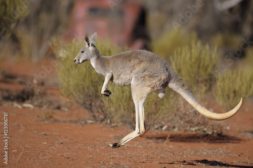  kangaroo in outback Australia.