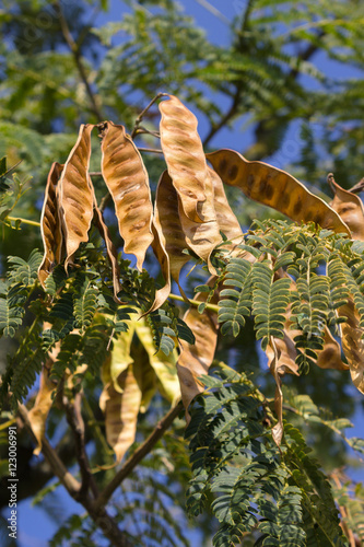 Autumn color in italian hills. Albizia julibrissin fruits (Persian silk tree)