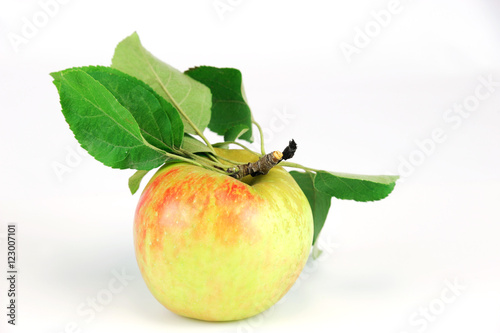 Photography close up on honey crisp apple isolated on white background