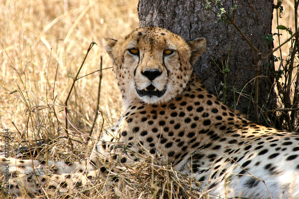 Fototapeta premium African Cats