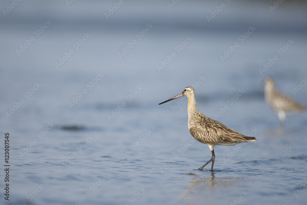 オオソリハシシギ(Bar-tailed Godwit) オオソリハシシギ(Bar-tailed Godwit)