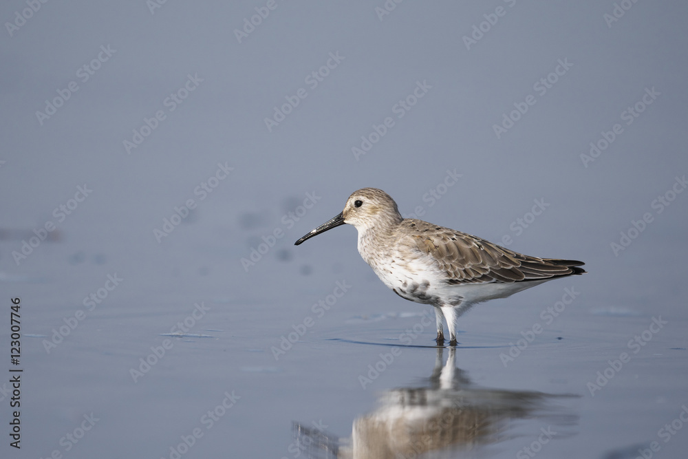 ハマシギ(Dunlin) ハマシギ(Dunlin)