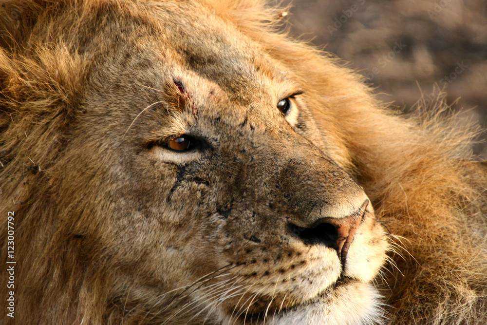 Naklejka premium African Cats