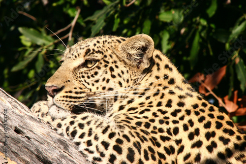 African Cats