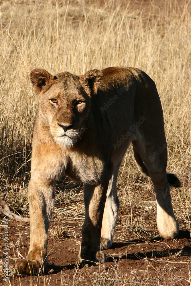 Naklejka premium African Cats