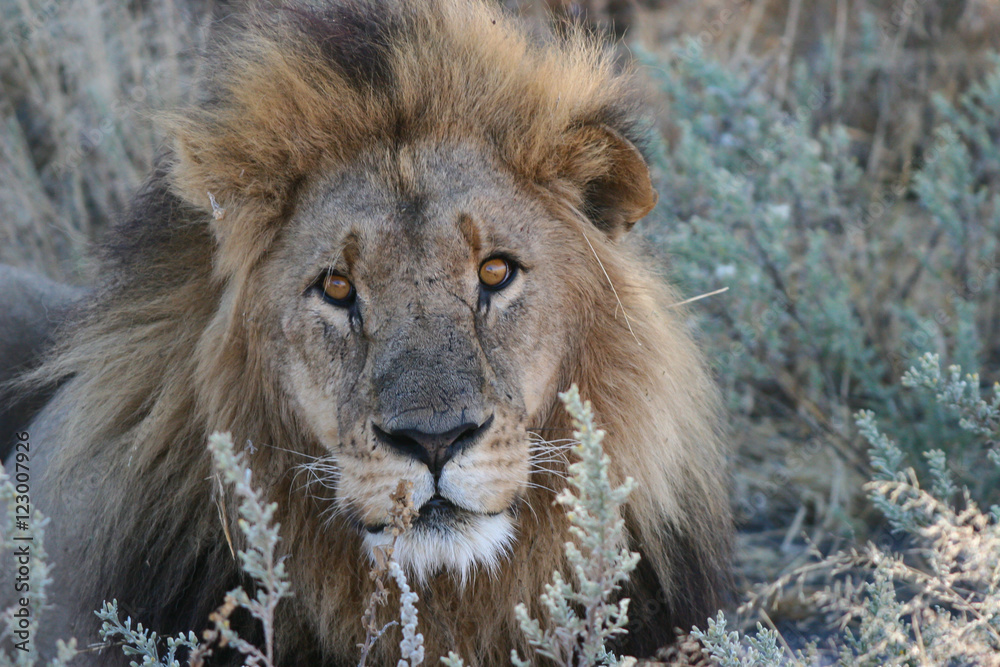 Obraz premium African Cats