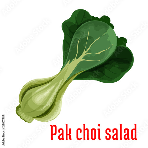 Bok choy or chinese cabbage vegetable icon