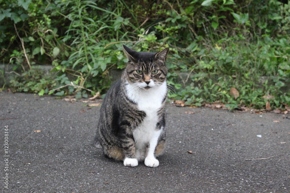 Fototapeta premium ねこ