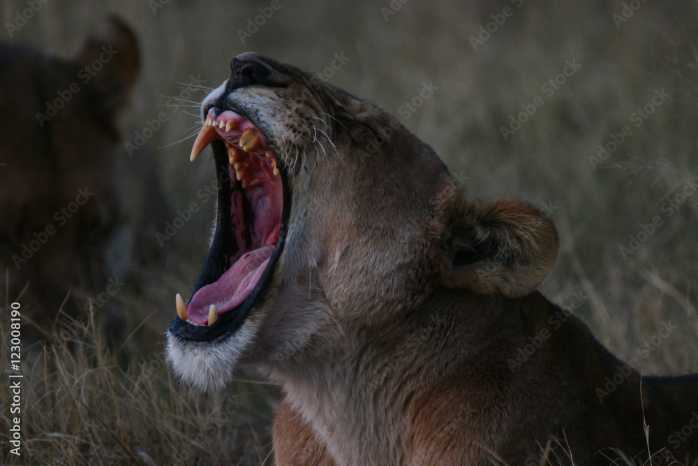 Fototapeta premium African Cats