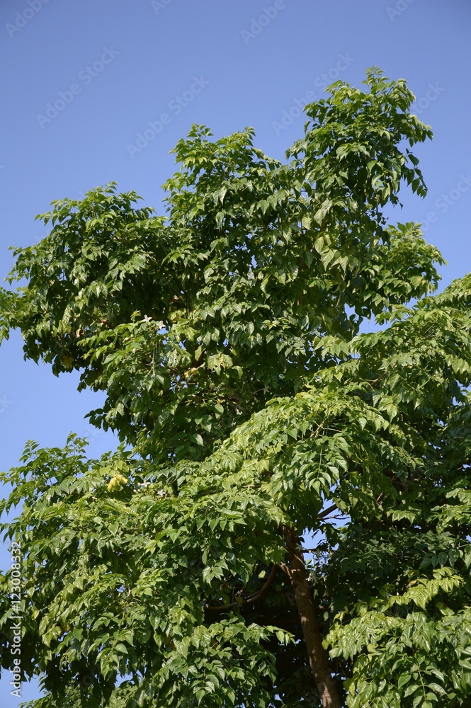 Millingtonia hortensis tree