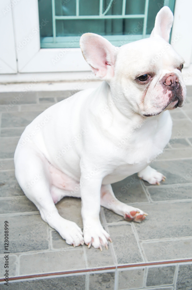 French bulldog is sitting on the floor