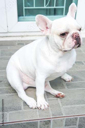 French bulldog is sitting on the floor © jobrestful
