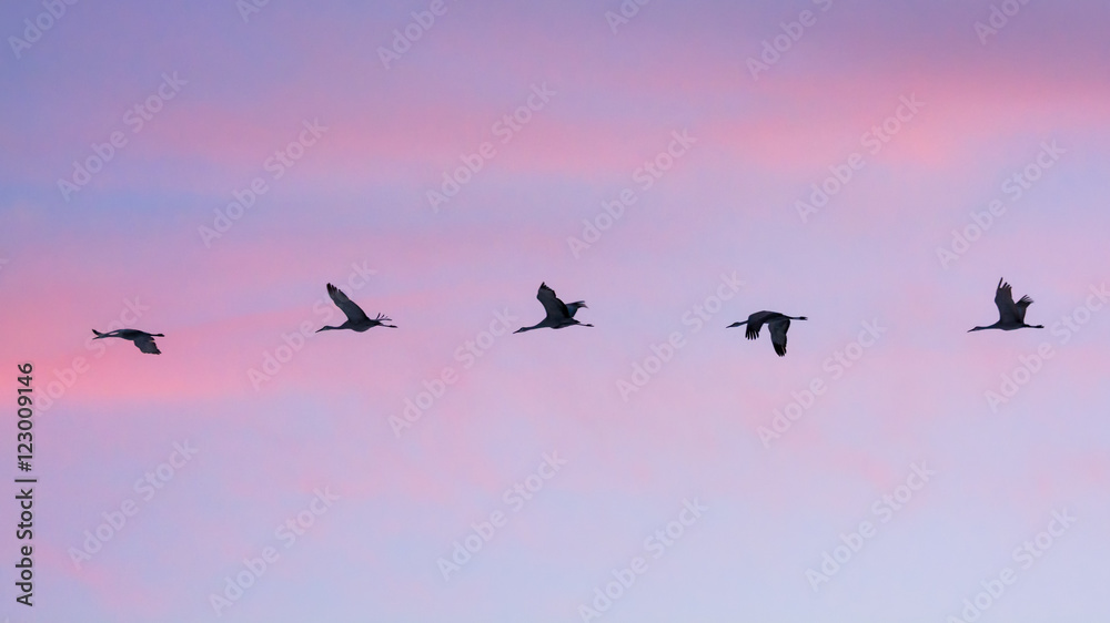 Sandhill cranes in flight at sunset