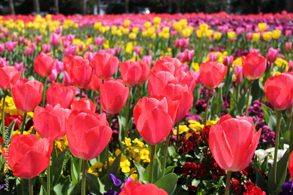 Tulips Tulips