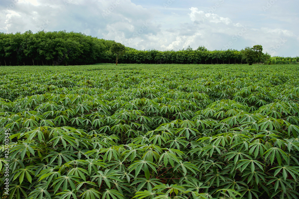 cassava farm
