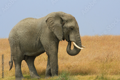 Elephants d afrique en Tanzanie  Serengeti