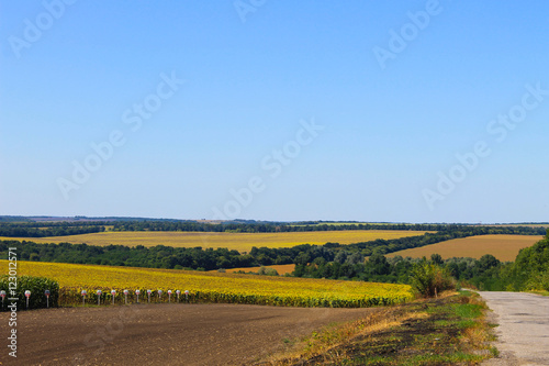 Summer landscape with fields and hills