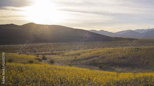 Time lapse of desert wildflower at sunset during super bloom 2016 in Death Valley National Park, California -Long Shot-