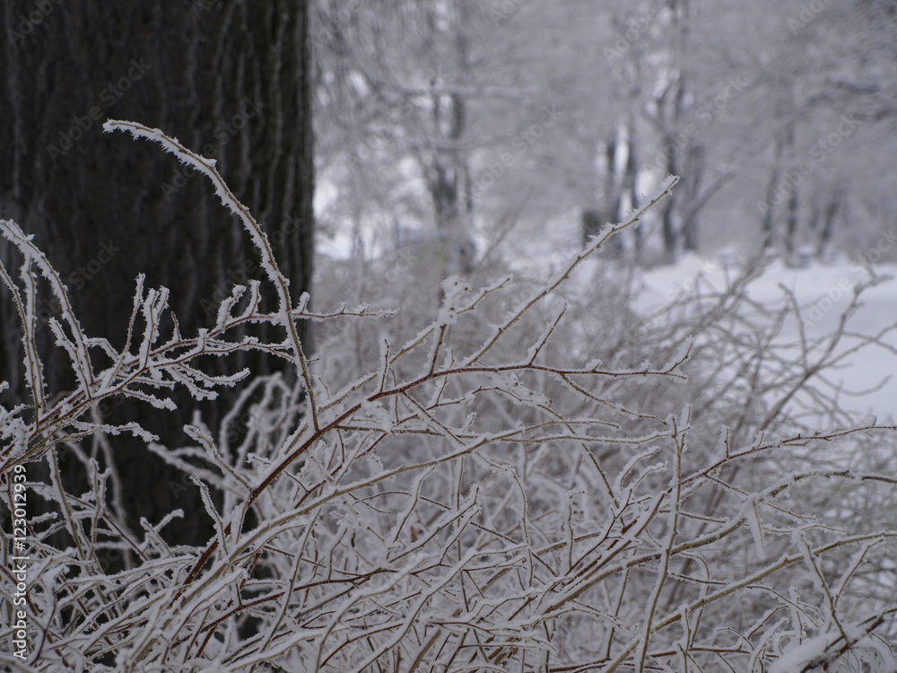 Winter landscape in park with frozen bush Winter landscape in park with frozen bush
