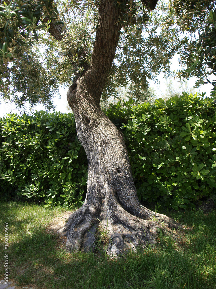 Oliva tree in garden