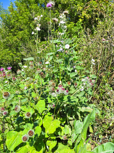 Blooming burdock plant (Arctium lappa) on a meadow photo