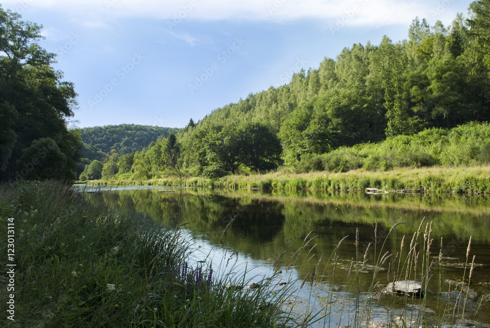 River flowing through green forest landscape River flowing through green forest landscape
