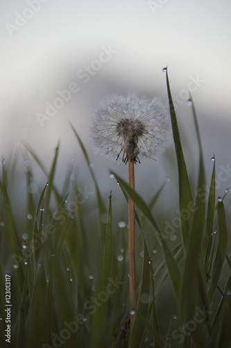 Dandelion in the morning dew surrounded by grass