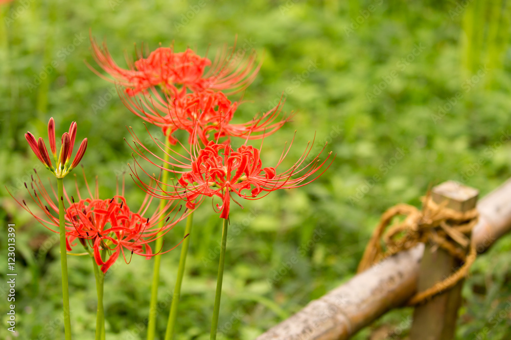 Fotografie cluster amaryllis(grow in colonies)