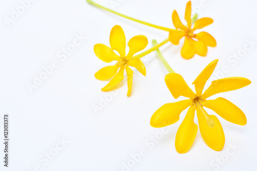 Gloden gardenia flower sweet fragrant on white background