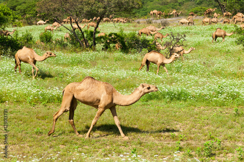 Camels in the green highlands of Salalah, Dhofar, Sultanate of Oman photo