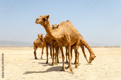 Camels at the beach of Salalah, Dhofar, Sultanate of Oman photo
