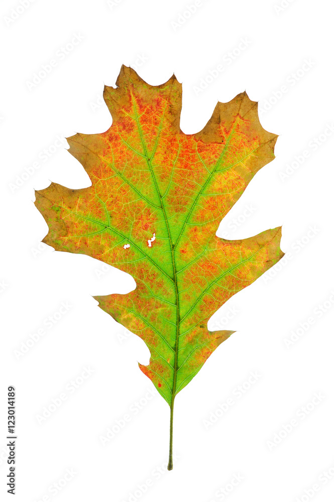 colorful autumn oak leaves isolated on white background colorful autumn oak leaves isolated on white background