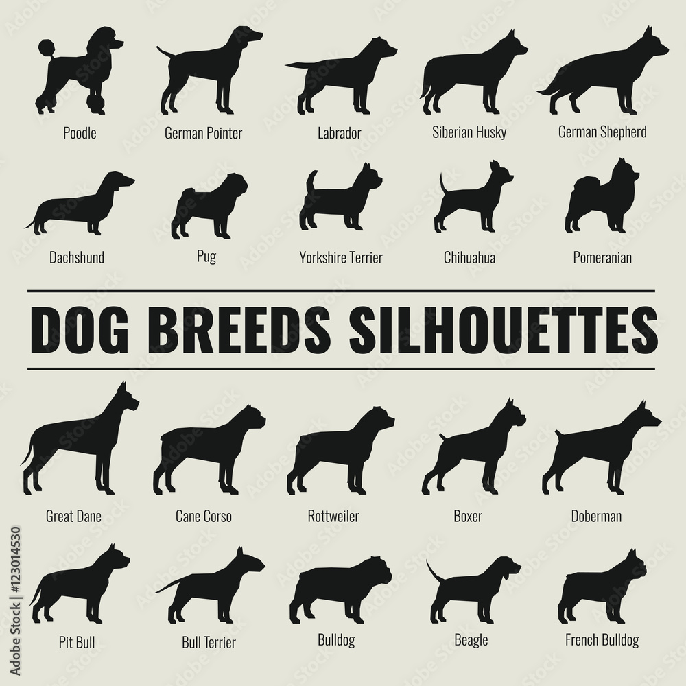 Fotografie Dog breeds vector silhouettes set