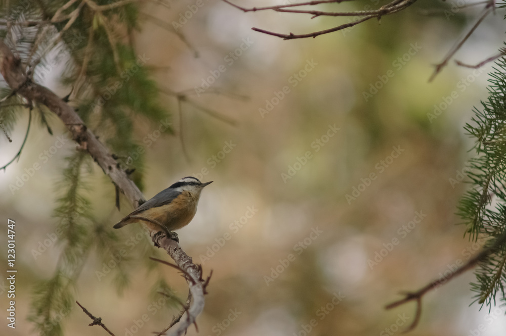 Obraz premium small brown bird in a forest