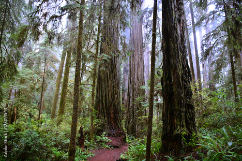 Coastal Redwoods in Jedediah Smith State Park © Matthew