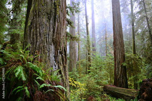 Dekoracja na wymiar coastal-redwoods-in-jedediah-smith-state-park